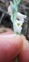 Spiranthes niklasii