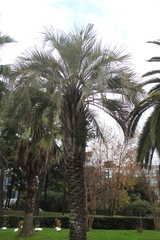 Butia capitata