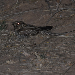 Hydropsalis torquata