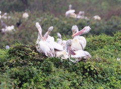 Pelecanus philippensis