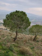 Pinus halepensis