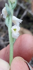 Spiranthes niklasii