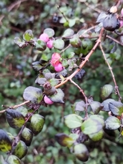 Symphoricarpos albus