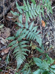 Diplazium mettenianum