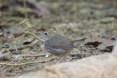 Pellorneum ruficeps