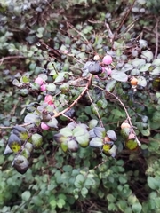 Symphoricarpos albus
