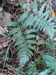 Diplazium mettenianum