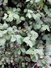 Symphoricarpos albus