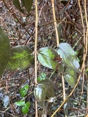 Philadelphus coronarius