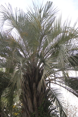 Butia capitata