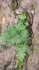 Polypodium