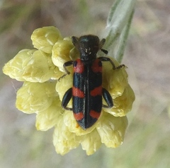 Trichodes leucopsideus