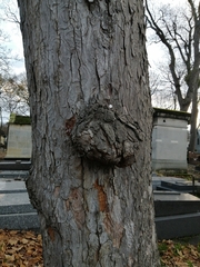 Agrobacterium radiobacter