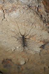 Scutigeridae