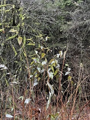 Philadelphus coronarius