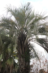 Butia capitata