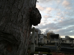 Agrobacterium radiobacter