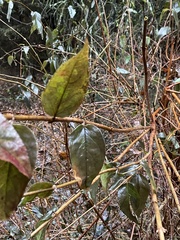 Philadelphus coronarius