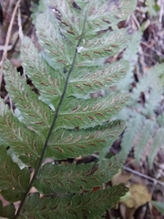 Diplazium mettenianum