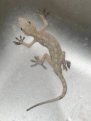 Gekko swinhonis