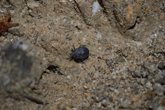 Discocephalinae