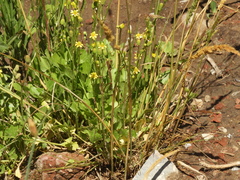 Halerpestes cymbalaria