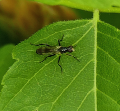 Cordilura