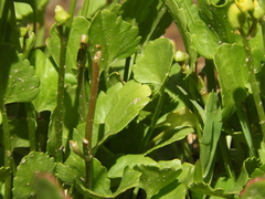 Halerpestes cymbalaria