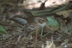 Pellorneum ruficeps
