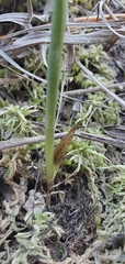 Spiranthes niklasii