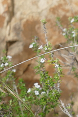 Menthinae