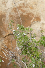 Menthinae