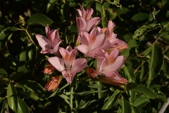 Alstroemeria ligtu splendens