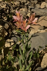 Alstroemeria ligtu splendens