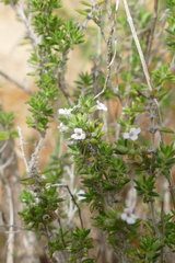 Menthinae