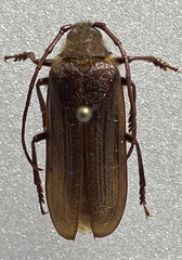 Tragosoma harrisii