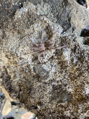 Lasiodora