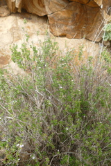 Menthinae