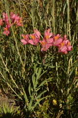 Alstroemeria ligtu splendens