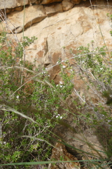 Menthinae