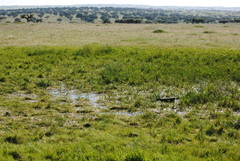 Eryngium corniculatum