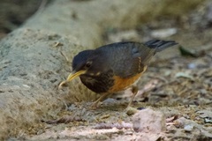 Turdus dissimilis