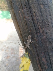 Urosaurus bicarinatus