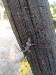 Urosaurus bicarinatus