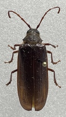 Tragosoma harrisii