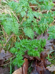 Anthriscus sylvestris