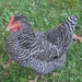 Domestic Chicken - Photo (c) Noelle, some rights reserved (CC BY)