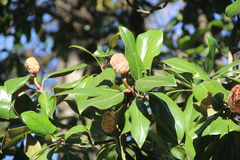 Magnolia grandiflora
