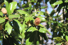 Magnolia grandiflora