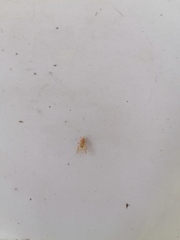 Menemerus bivittatus